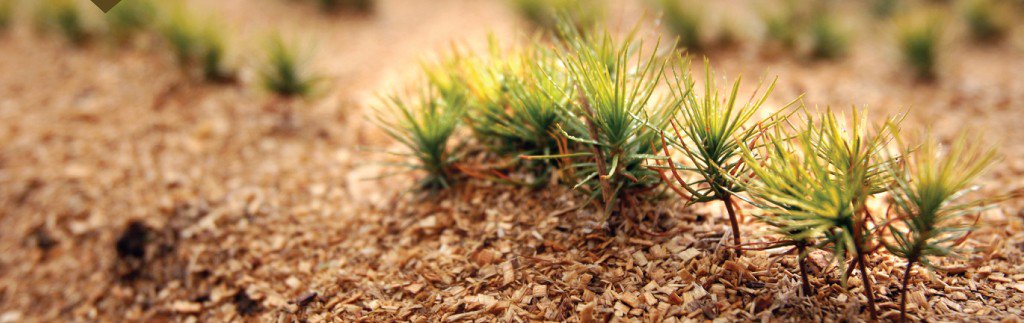 forestscanada's tweet photo. The wait is over -- Forests Ontario’s 50 Million Tree Program is back in action thanks to funding from the Government of Canada, our sponsors &amp; donors! The #50MTP covers many of the costs for large scale tree planting. Find out if you’re eligible: https://t.co/9Ks5lxA1bF https://t.co/LpsKjTITc2