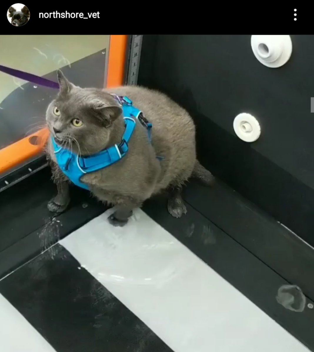 uniThy's tweet photo. I'm emotional invested in a cat's weight loss journey on instagram. We will get through this, Cinderblock. https://t.co/4qt8x4pv4u