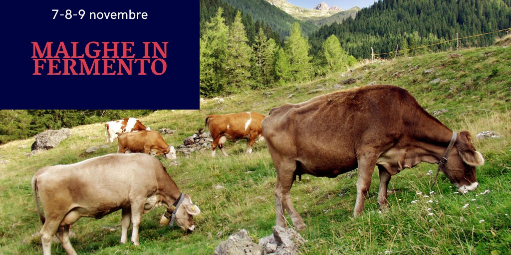 ⛰️ MALGHE IN FERMENTO
A <a href="/palRoccabruna/">Palazzo Roccabruna</a>, degustazione di formaggi di malga a marchio #Trentinodimalga di diversi areali e stagionature! Non mancheranno vini del territorio abbinati e serate di #cucinatrentina 🍷 🍾 ➡️ bit.ly/2MIZB4y

#Trentino #vino #formaggidimalga