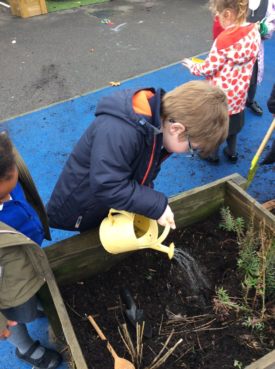 STEPHighCliff's tweet photo. Penguins have been doing a spot of gardening today.
Potatoes dug up and daffodil bulbs planted! #greenfingers #gardening #plantsforspring https://t.co/kyJzt2oEdK