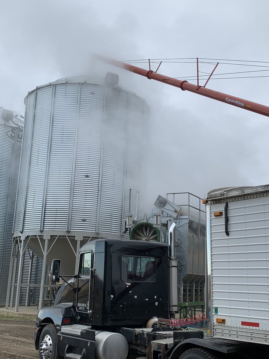 RoncerayDan's tweet photo. Enjoining the pace of #earlycorn #harvest19. Coming off with some nice bushels. #bigbushels #P7202 @PioneerSeedsCA https://t.co/g24PZn3gZW