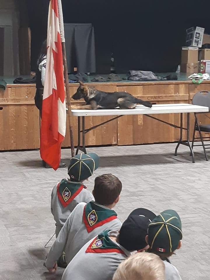 1stHaney's tweet photo. Our #Cubs had a visit from @RidgeRCMP and their newest crime fighting #superhero, Maverick! Thanks for coming out and giving us a demonstration and talking about #safety and more! @scoutscanada #scoutsdostuff #scouts #SafeScouting #SafetyFirst #MapleRidge #RCMP @RCMP https://t.co/tYSdcYFbzN
