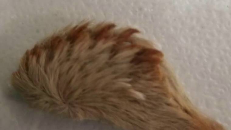 Pest_Logic's tweet image. Happy #FeatureFriday! Be on the lookout for the venomous puss caterpillars that have made their way back to Florida. The fuzz on these guys is hiding small toxic spines that will stick in your skin.  

zcu.io/vDGH