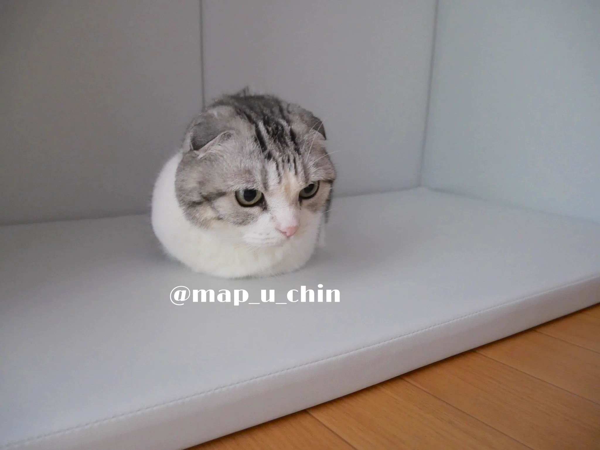 猫ちゃんのきれいな手の収納が凄いと話題に！！まんまるだwww
