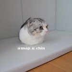 猫ちゃんのきれいな手の収納が凄いと話題に!まんまるだ!