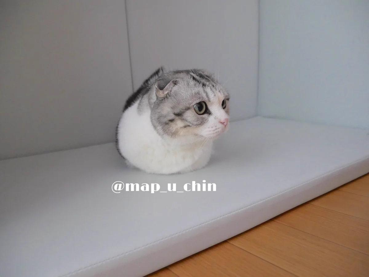猫ちゃんのきれいな手の収納が凄いと話題に！！まんまるだwww