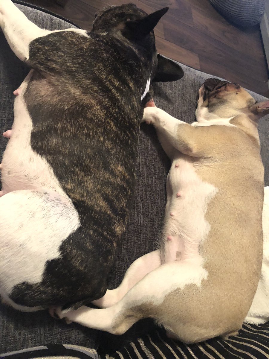 jo_vallance's tweet photo. Don’t get used to use to this doggies, new sofa comes soon 😂 #Frenchie #dogsoftwitter https://t.co/5qq0b1Mx3E