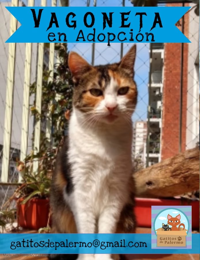 pipahidraulica's tweet photo. Gatos en adopción. Los tengo yo en tránsito. Son buenos, no rompen nada (ni un vaso en meses). Rush y Flora preferentemente en combo porque son muy amigos. Pregunten sin compromiso. Si me ayudan con un RT los querré mucho. https://t.co/2zEtLV1VyS