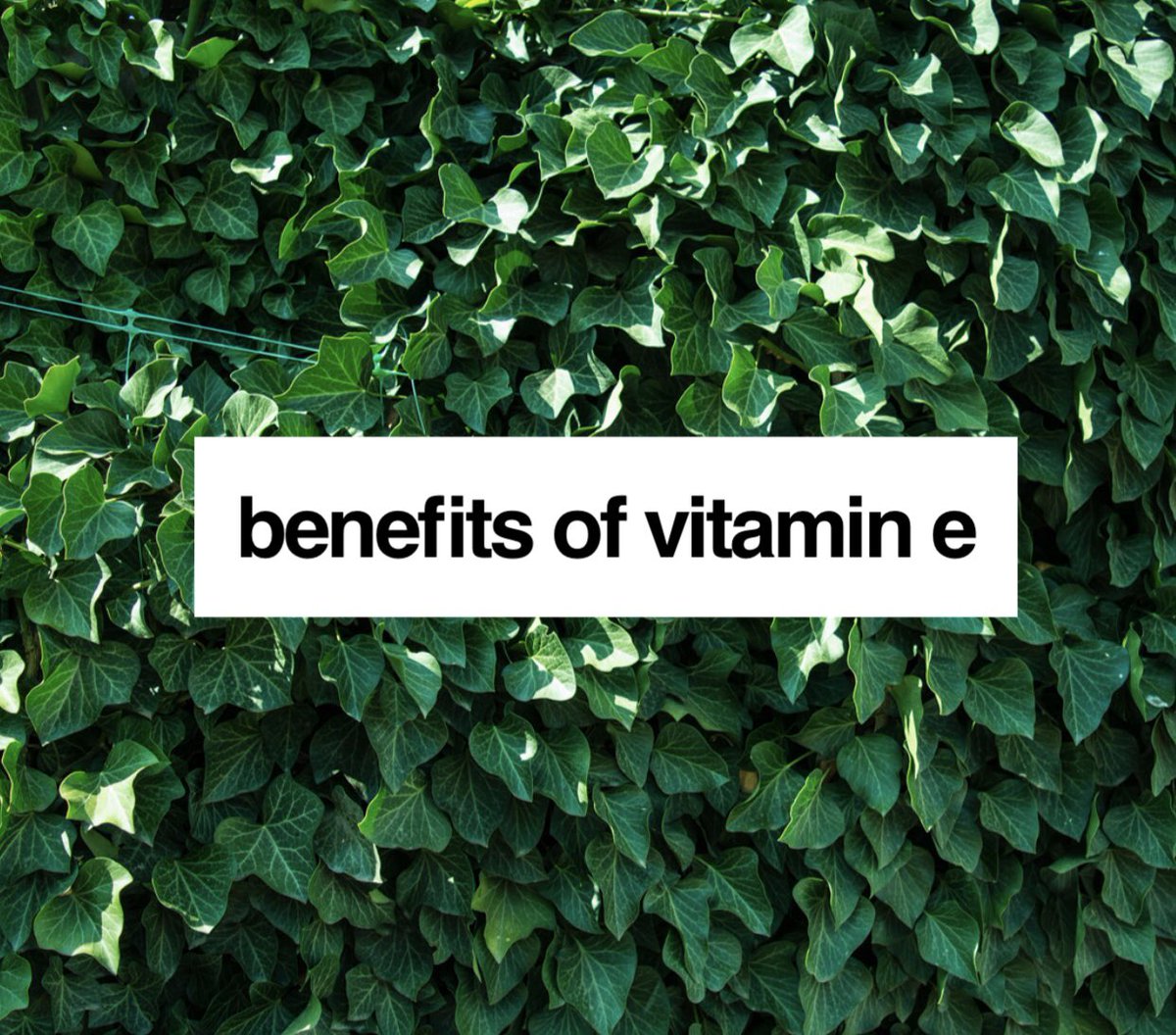 ShopPerfectP's tweet image. Benefits of Vitamin E✨

Learn about some of the ingredients we use in our homemade products. 
#shopperfectpetals #homemade #bodyproducts #healthyskin #healthyskincare #vitamine #vitamins #skincaretips #shoplocal #chicago