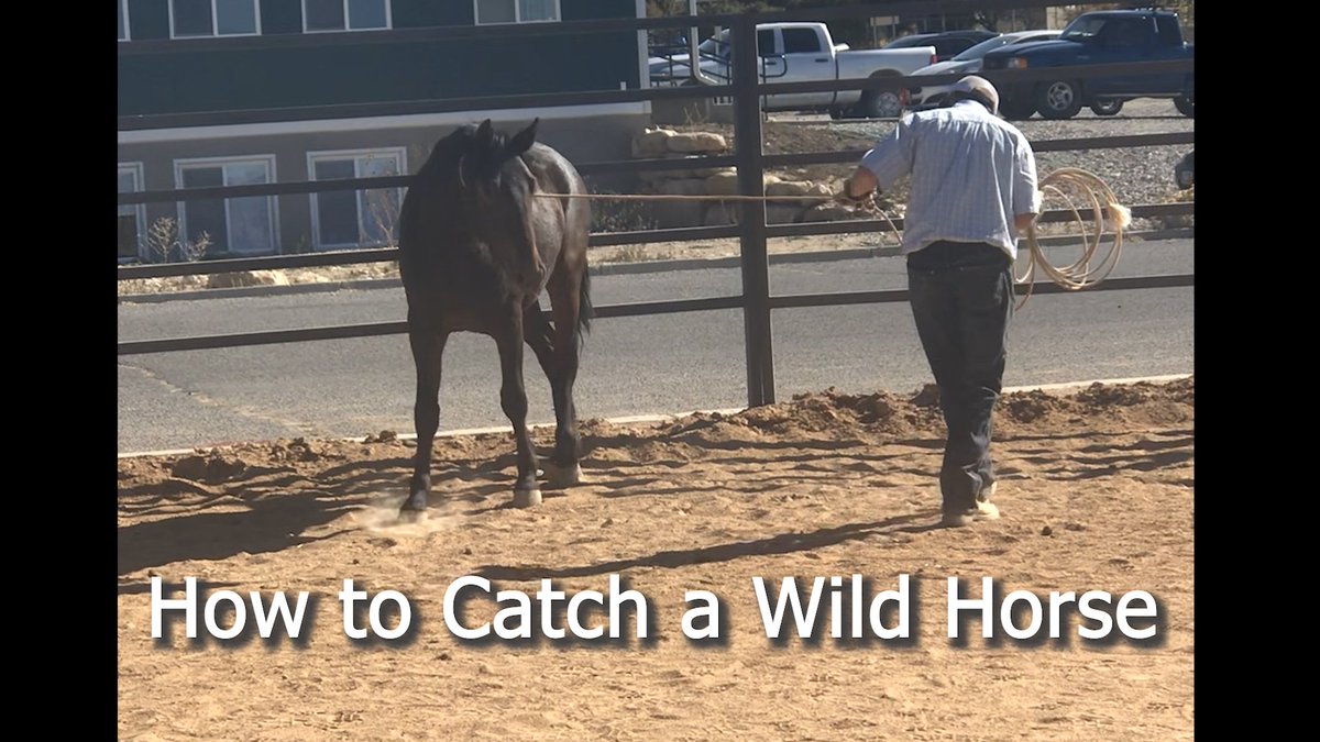 Check out this week's podcast 'How to Catch a Wild Horse' at sanpetehorse.com/podcast/2244/

#horsepodcast #sanpetecounty #trailriding #trailhorse #horseback #horsebackride #horsebackriding #utahhorse #utahhorsetrainer #wildhorse #mountainhorse #horsetrainer #centralutah