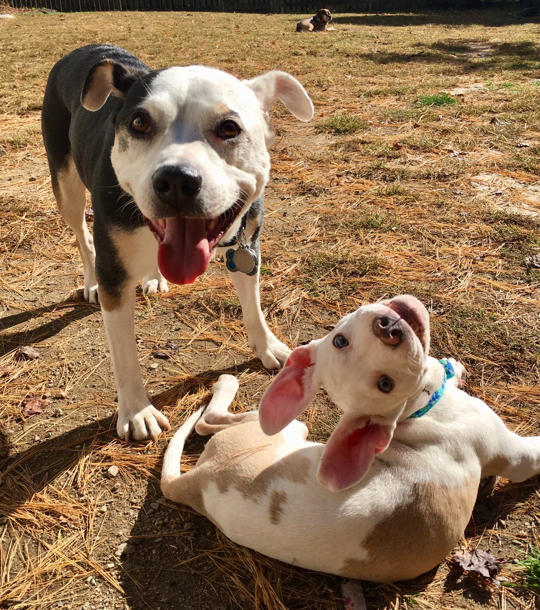Panini, the adorable creature on the right, hanging with her foster brother Fezziwig! She will be available for adoption soon! And is perfect! #rescuedog #pittielove