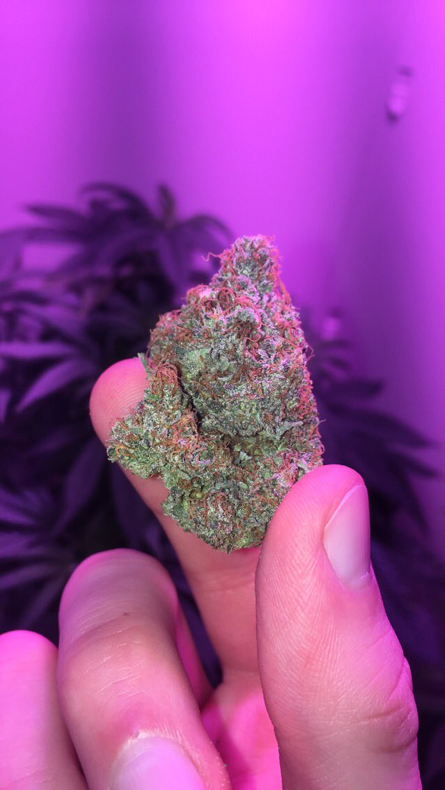 devoidgoon's tweet image. Thoughts on this 503 tree @YouSmokeTrimRun ? Sum Blue City Diesel⛽️