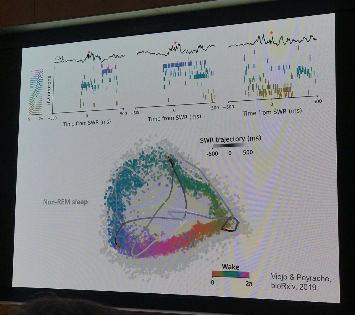 Heather_L_Read's tweet photo. @apeyrache and @Guillaume_Viejo Functional mapping of #sharpwave, #ripples and memories that are โreplayedโ during sleep. #gyorgibuzsaki celebration. https://t.co/f4DFsLYJa9