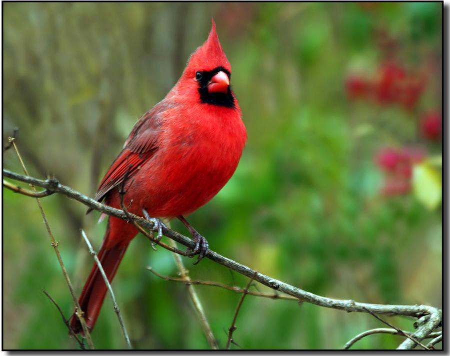 RedAlertISU's tweet photo. Birds always on top.. #iykyk
Birds > Sycamores
#RedbirdHomecoming
#BeatIndSt https://t.co/4anxCzPDX5