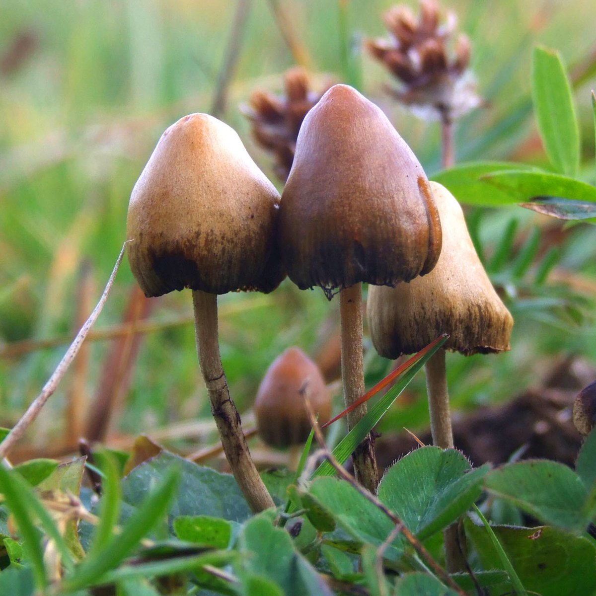 “In ancient times, psilocybin was considered a substance that promoted healing and spiritual connectedness.” heavy.com/news/2019/10/p… #mushrooms #mushroommedicine #mentalhealth #endthedrugwar #realhealingrealchange #healing @DrBronner