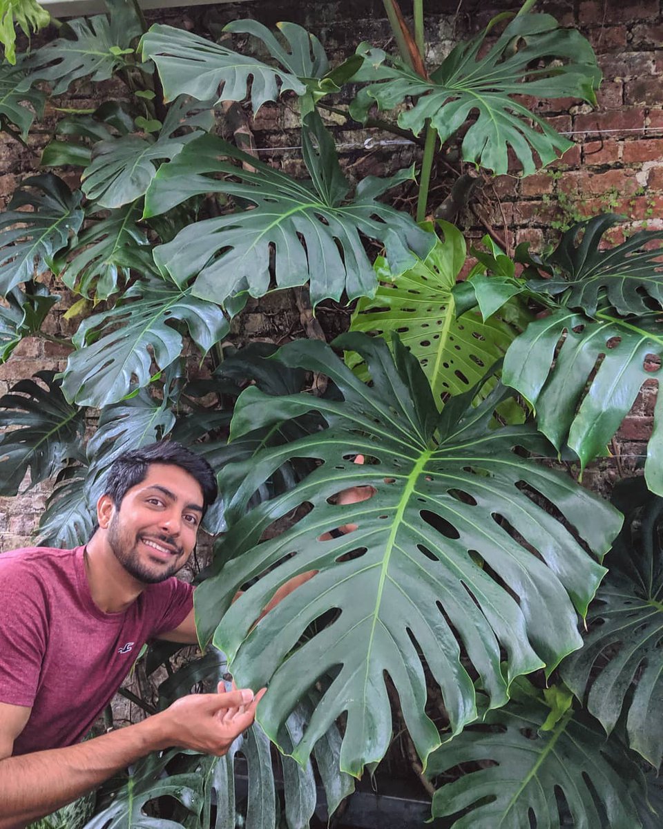 A monster #Monstera! 👹🌿

#urbanjunglebloggers #houseplantclub #houseplants #plantlove #plantsmakepeoplehappy #plants #indoorplants #plantlife #urbanjungle #greenery #foliage #botanical #greenthumb #plantlover #boyswithplants #plantparenthood #houseplantjournal #jungalowstyle