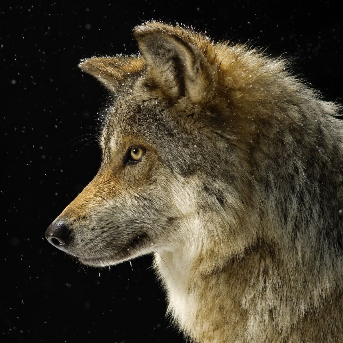 SunriseFIN's tweet photo. #LiamsWolves #AllIWantForChristmas #LP1 🐺✨💖 https://t.co/9FymDSfHZ0