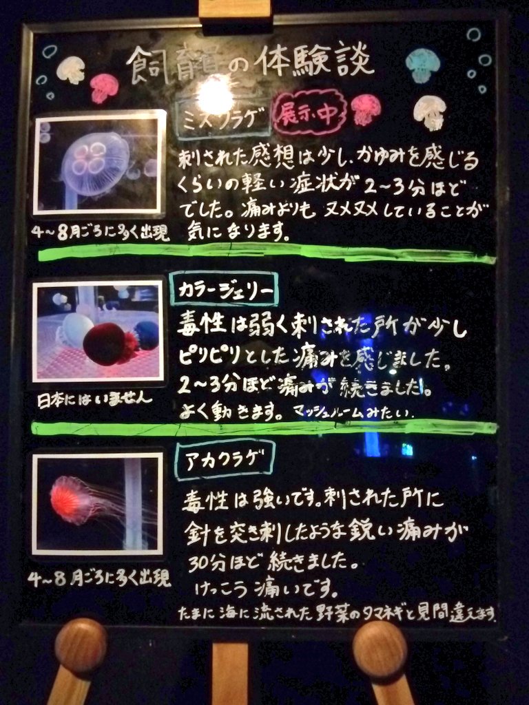 針を突き刺したような痛みが 食べたら生臭かったので食用ではありません 志摩マリンランドではクラゲの紹介として飼育員さんの経験談が語られている Togetter 針を突き刺したような痛みが 食べたら生臭かったので食用ではありません 志摩マリンランドではクラゲの紹介として飼育員さんの経験談が語られている Togetter