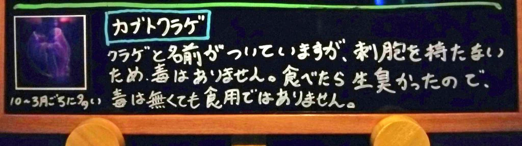 クラゲ愛が強すぎwwwとある水族館の飼育員が体を張りすぎていると話題に！www