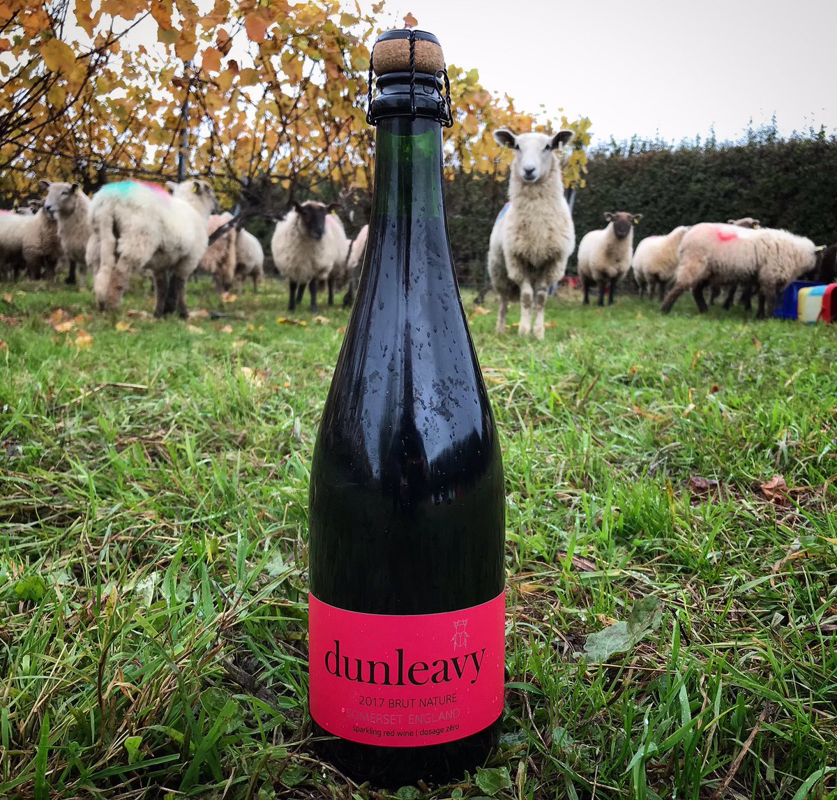 dunleavy vineyards tweet media