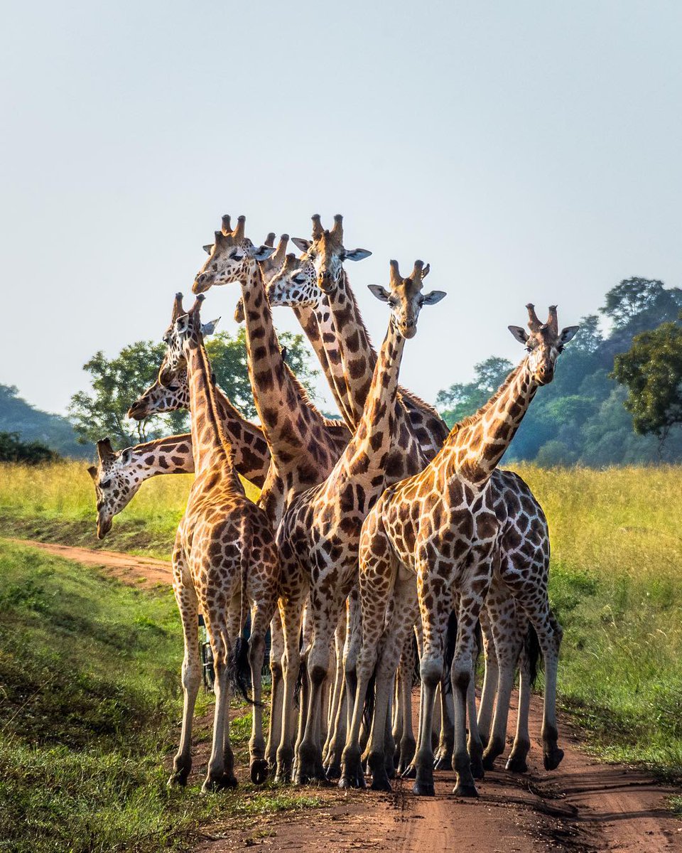 visitugandaUK's tweet photo. It's Giraffe Translocation time, did you know in Uganda at the moment Uganda Wildlife Authority are moving 15 Nubian giraffes to Pian Upe. What fantastic work they do! ❤️

📷️ IG/larsemil1 ️ https://t.co/c4Bzyyh1Ie