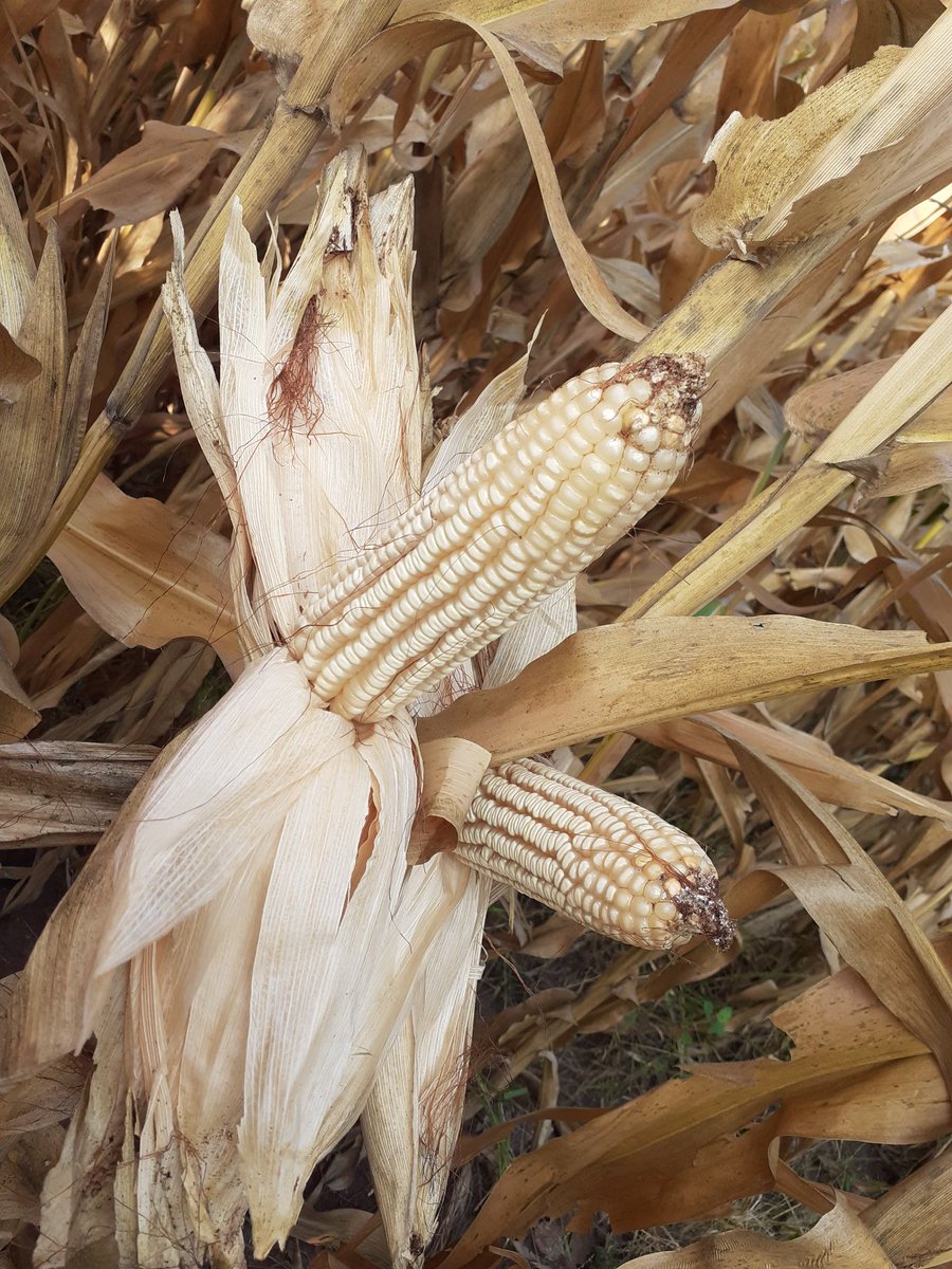 GabysJaralillo's tweet photo. Parcela sembrada con el híbrido H-377en condiciones de riego, más aplicación de la recomendación de fertilización nitrogenada del sensor green-seeker. #productorescincodefebrero #profesionalizacionagropecuaria. Se esperan buenos resultados. @DesdeGto @SDAyR_GTO @pepegmichel https://t.co/hAt0NakhKK