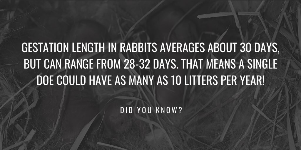 TSURabbitry's tweet photo. Here’s your dose of #FridayFacts! #WelcometotheBunnyBarn #DocBowtieandtheBunnyWranglers https://t.co/mr0RDwD64E