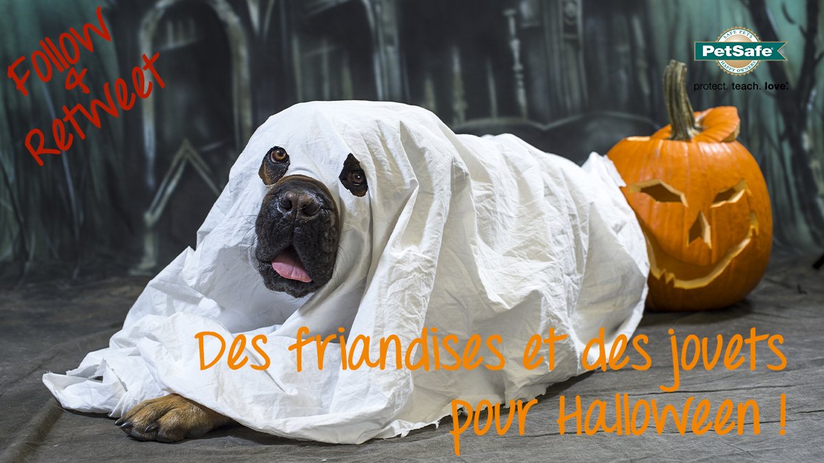 PetSafeFR's tweet photo. #Follow & #Retweet @PetSafeFR
Des friandises ou un jouet pour #Halloween ? Pourquoi pas les 2 ! Tentez votre chance et remportez un jouet #BusyBuddy® Squeak 'n Treat Troog™ pour votre #chien ! TAS & annonce du gagnant le 31/10/2019 à 18h00 ! 👻🐶🎃 *Concours réservé à la 🇫🇷 https://t.co/3Op9vHA6hl