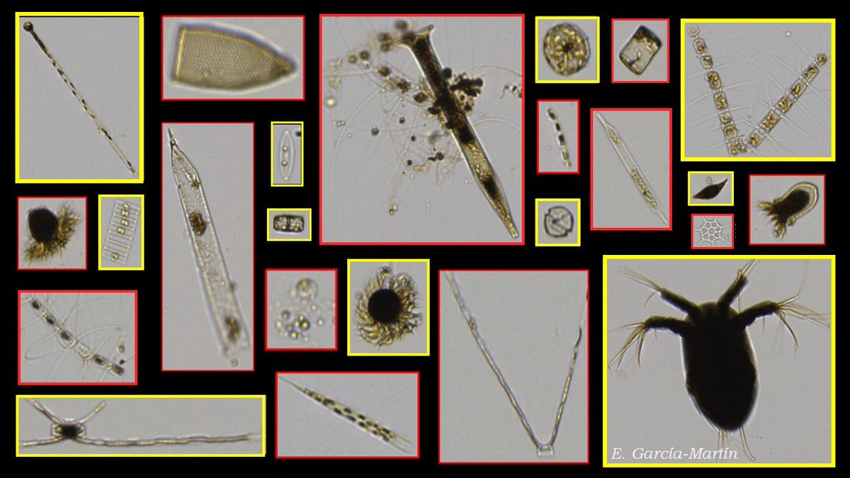 e_garciamartin's tweet image. Back to the lab @NOCnews. #Arctic #plankton from the #DIAPOD project through the #FlowCam @FluidImaging . I’ve made a composition to show the #biodiversity. Some of them are like my hair: a complete mess 🙂