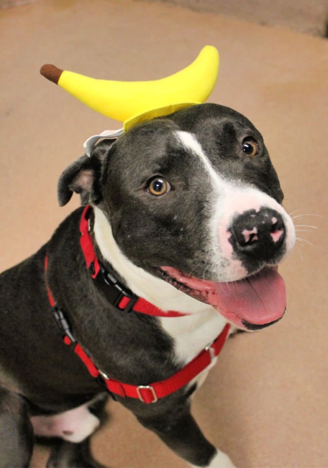 Pittie dog looking at camera and wearing a banana hat costume.