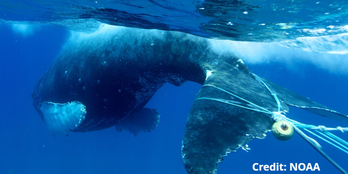 Marine Mammal Commission tweet media
