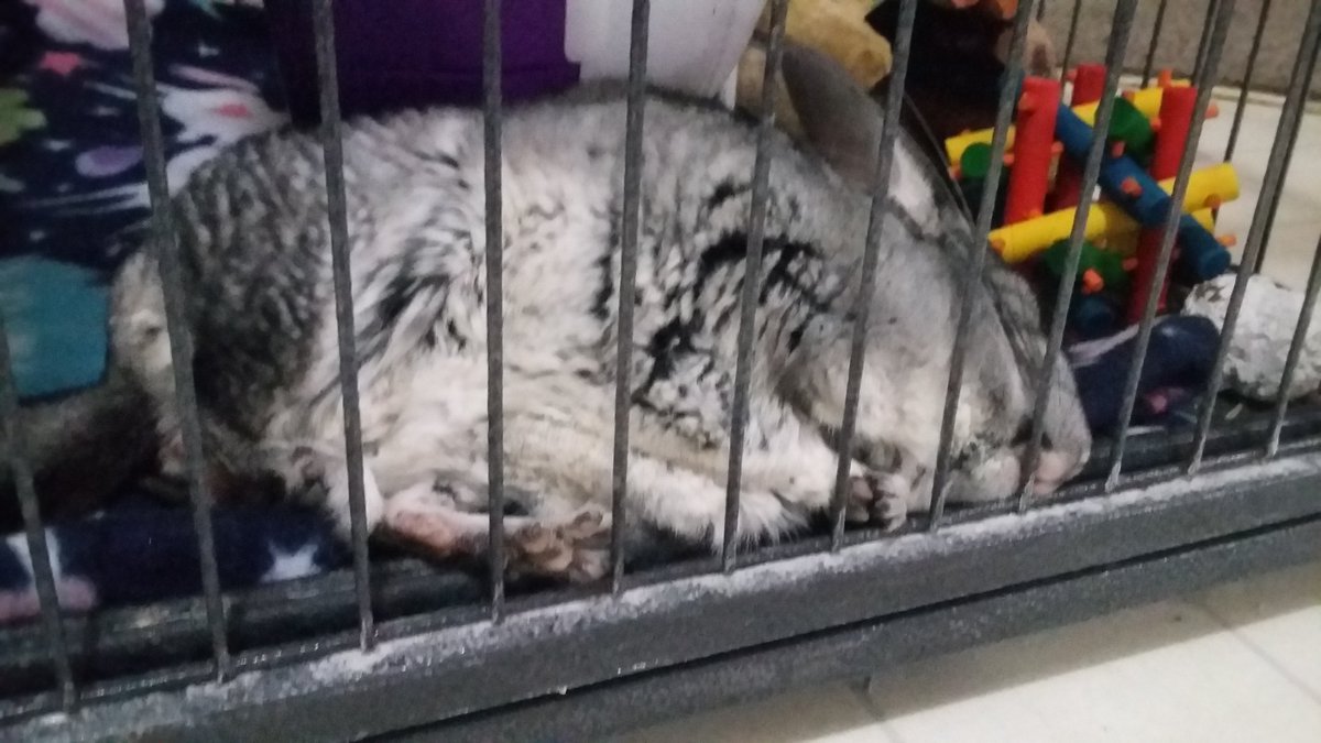 ZiggyWearsHats's tweet photo. This little chunkmuffin broke his wheel again. #chinchilla #extrafluffy #FridayFeeling https://t.co/YqgRvKzi9r