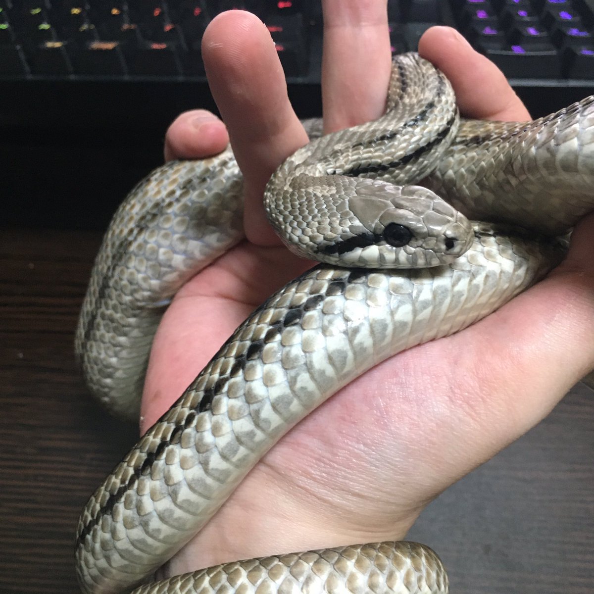 タイリクシマヘビ Twitter Search Twitter