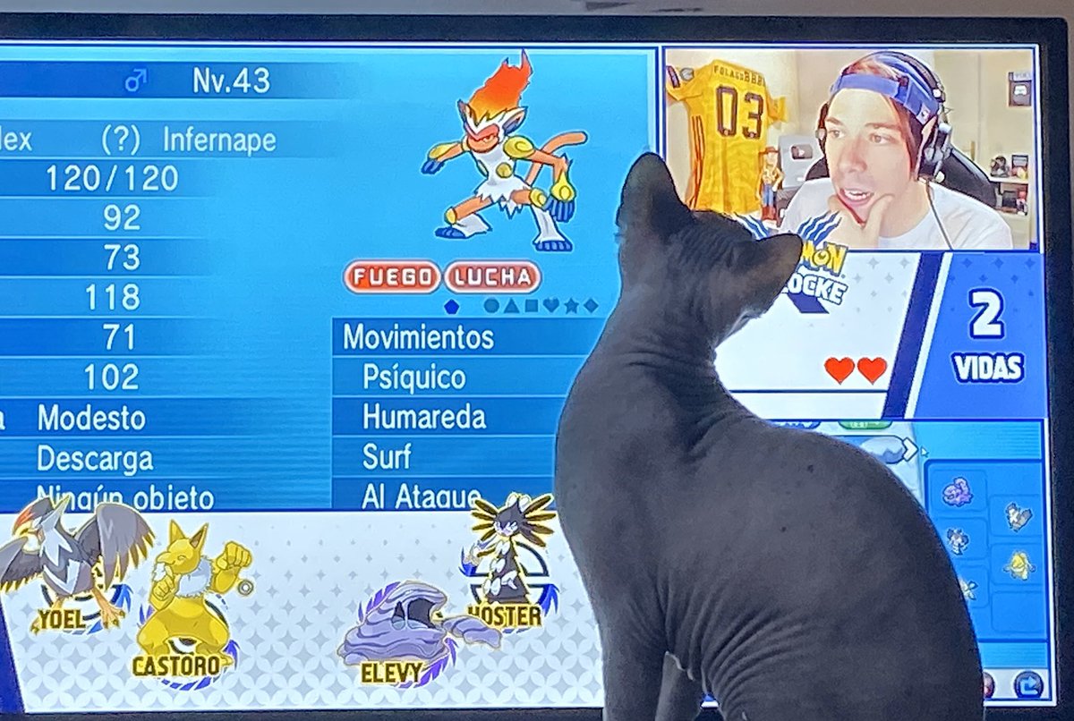 Raul_Oya's tweet photo. @FolagoR  Horus mi gato (Sphinx) no entiende porque ha muerto su ídolo Piro. Explícaselo o dale su nombre al siguiente Pokemon para calmarle. Ahora no me para de llorar por toda la casa por la muerte de Piro. https://t.co/Z0Cmyp01Eb