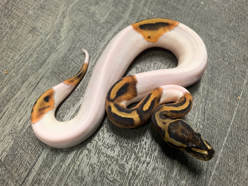XYZReptiles's tweet image. Last female baby #PiedBallPython currently available. Get her now and pay later with Sezzle. ow.ly/1Ppc50wU4sS #xyzReptiles #BallPython #BabyBallPython #BallPythonMorph