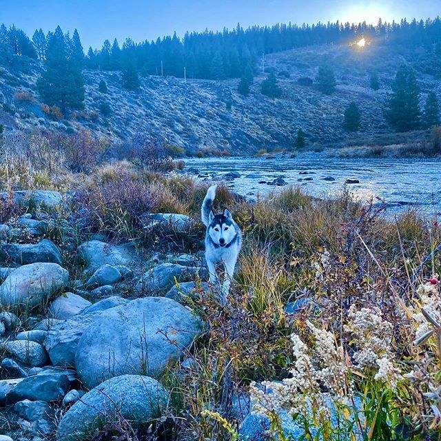 #luckytobefromtruckee ... Truckee River with Zoe is our morning thing. Come on sun, clear up the frosty smoke fog. #truckeeriver #dogcruise #chillymorningwalk ift.tt/31OiXJM