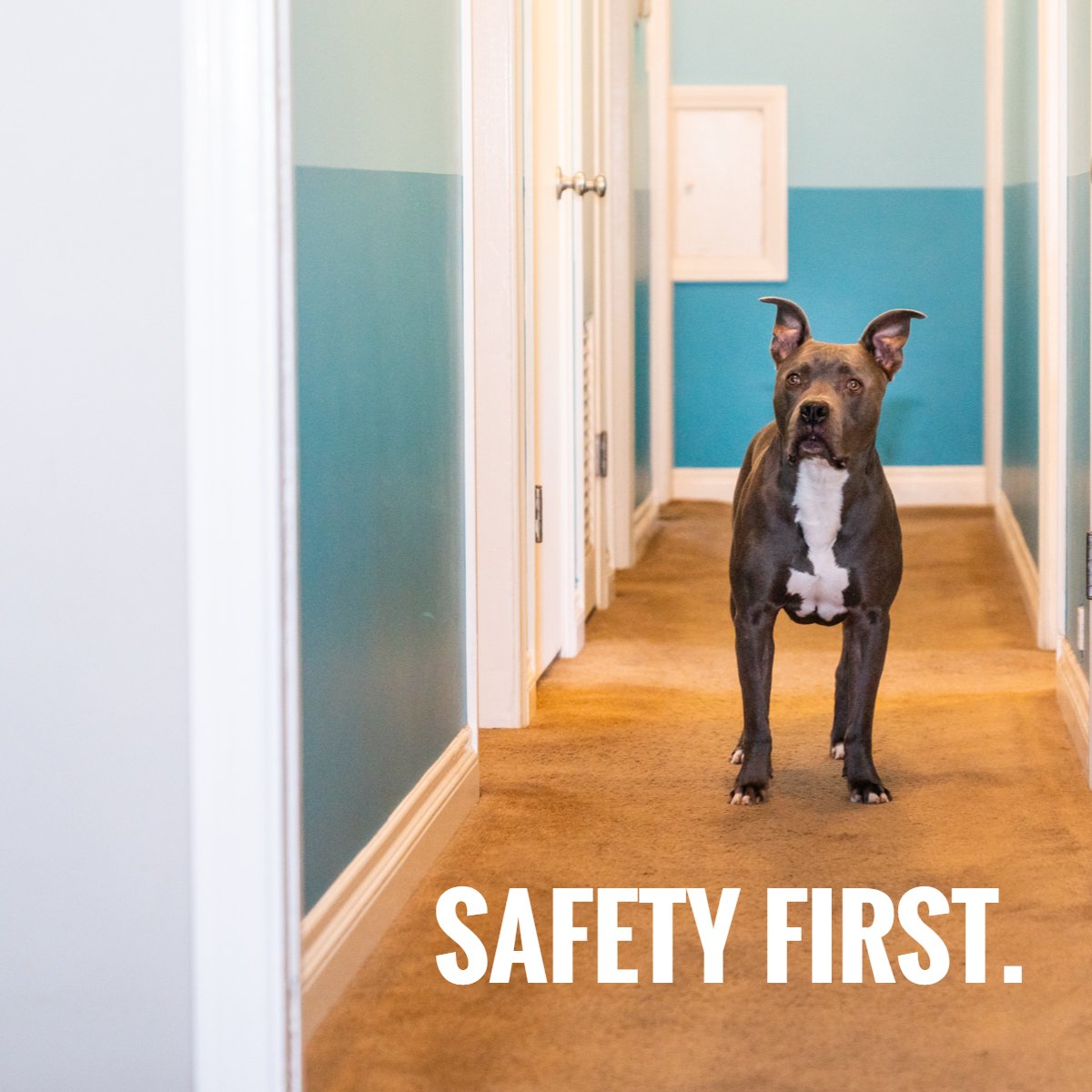 DaggerProperty's tweet image. For us, it's all about making sure your home is safe for all who occupy it.