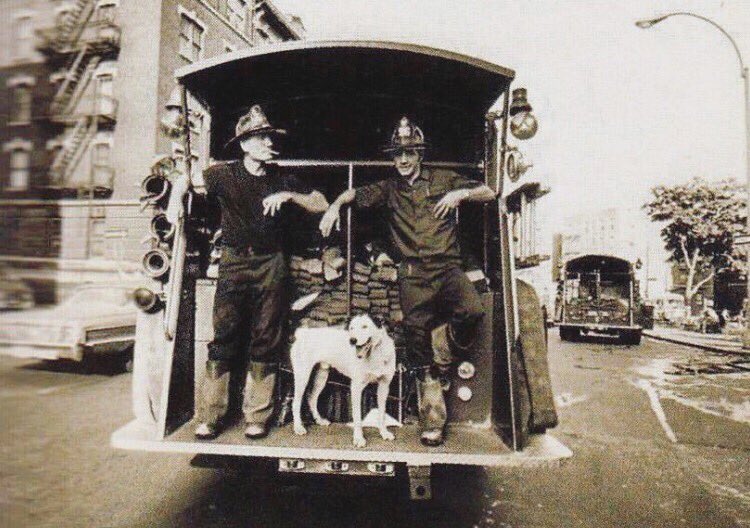 LearyFF's tweet photo. Fire Pups are essential members of a fire house. Have a fire pup you want to tell us about? We're collecting images and information to spread the word about the K9s that are just as #BraveEveryday as their human counterparts are. #FirePupFriday https://t.co/nQmSFXFjRG