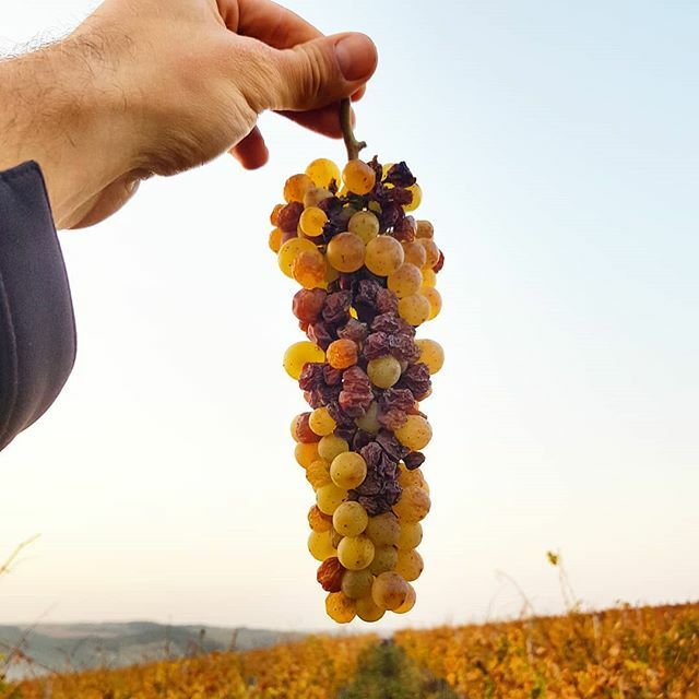 St. Andrea Borászat tweet media