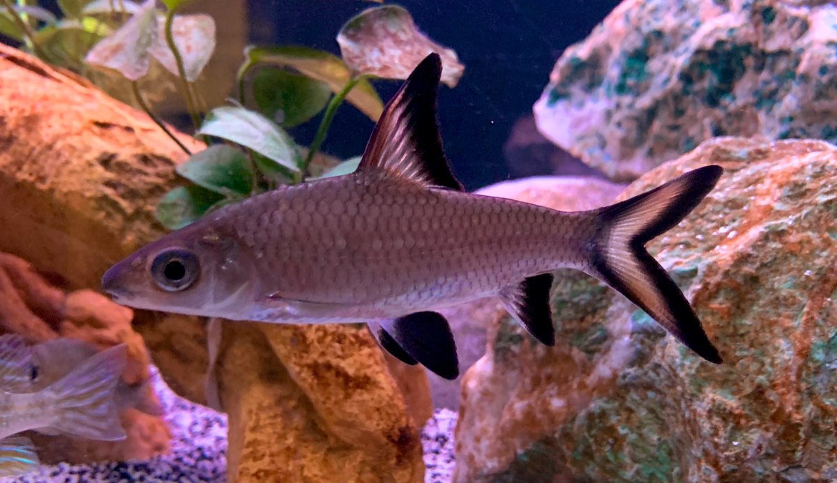 CichlidBros's tweet photo. Bala Shark #shark #balashark https://t.co/LV8WBBNGyd