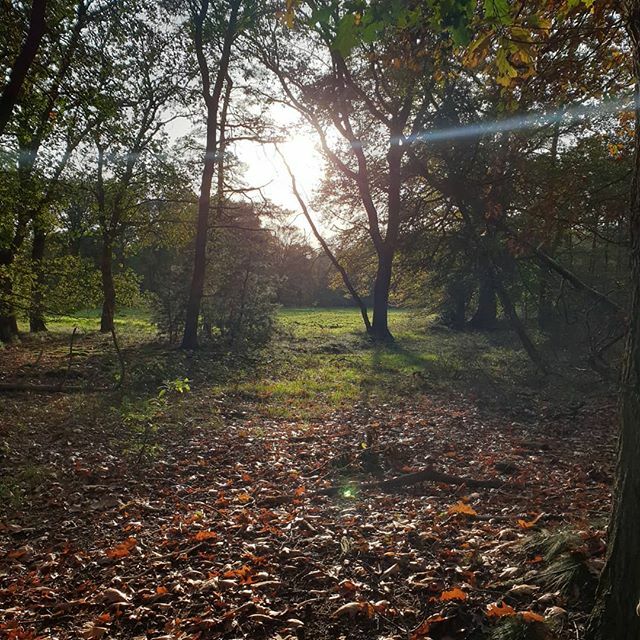 Herfst ift.tt/2WcEFpX