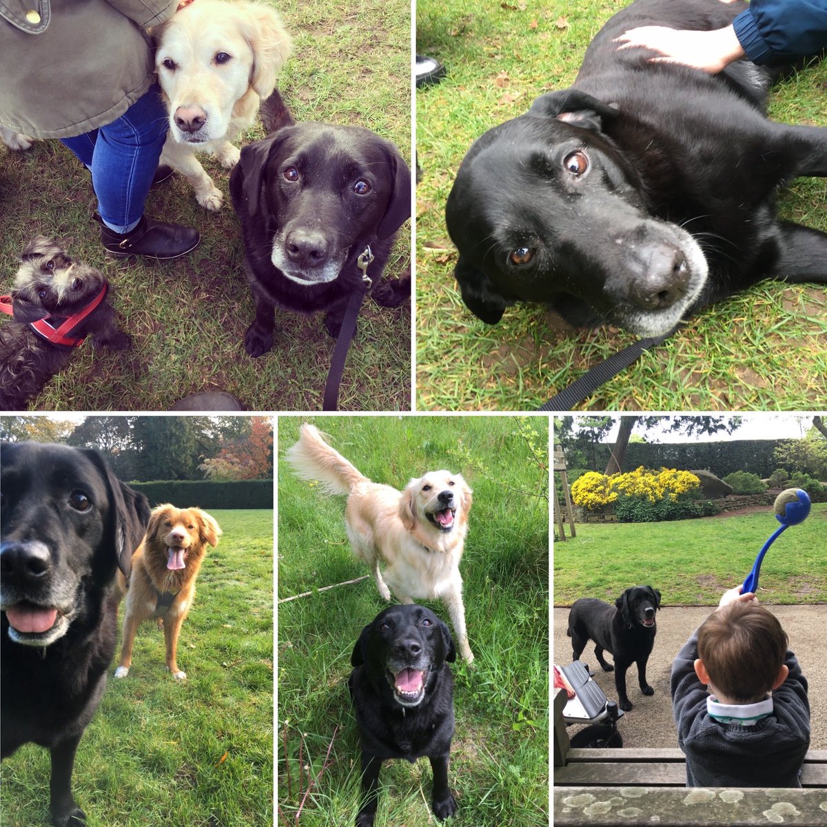 Tomandtoto's tweet photo. Paddy the Lab, our #Wellbeing #Ambassador, was adopted 5 years ago when he was 7 years old. Previously a working #gundog, he now spends his time spreading #compassion and #comfort to those around him 😍 #NationalDogAdoptionDay #pawsforwellbeing #labrador #dogsoftwitter https://t.co/OVUb8xa2QP