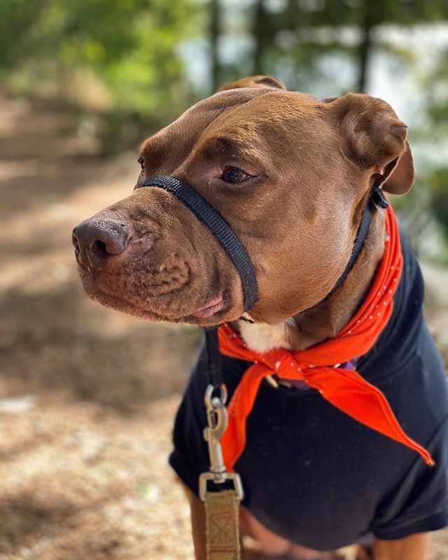 Penny dog ™️ is feeling herself today! Loving this fall hoodie weather! ift.tt/2Wed2MW