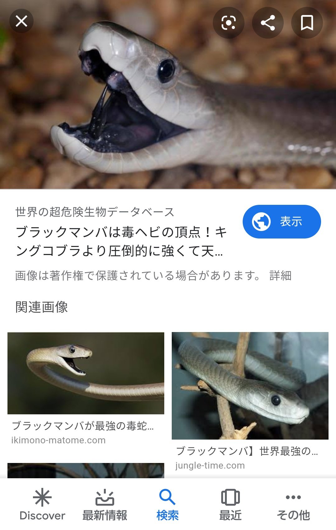 テトラ Twitterren この縫いぐるみのヘビちゃん もしかしてブラックマンバちゃんかな カラーリング的に だったらスゲェ嬉しいんだけど 可愛いから 口の中暗い紫だし