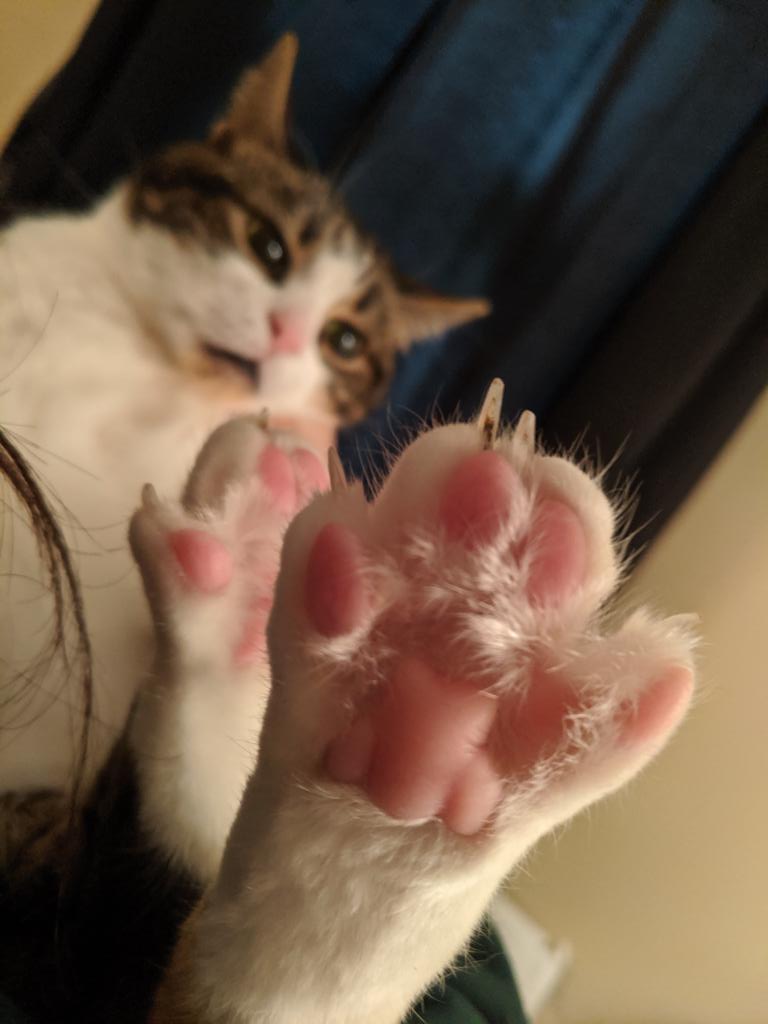 MmamaLlama6's tweet photo. Just LOOK at the face on that!!! ๐น๐น๐น#squishbeans #toebeans #catoftwitter ๐Prada - the beanz however are exquisite bubblegum pink!! https://t.co/zh9BcdtQNT