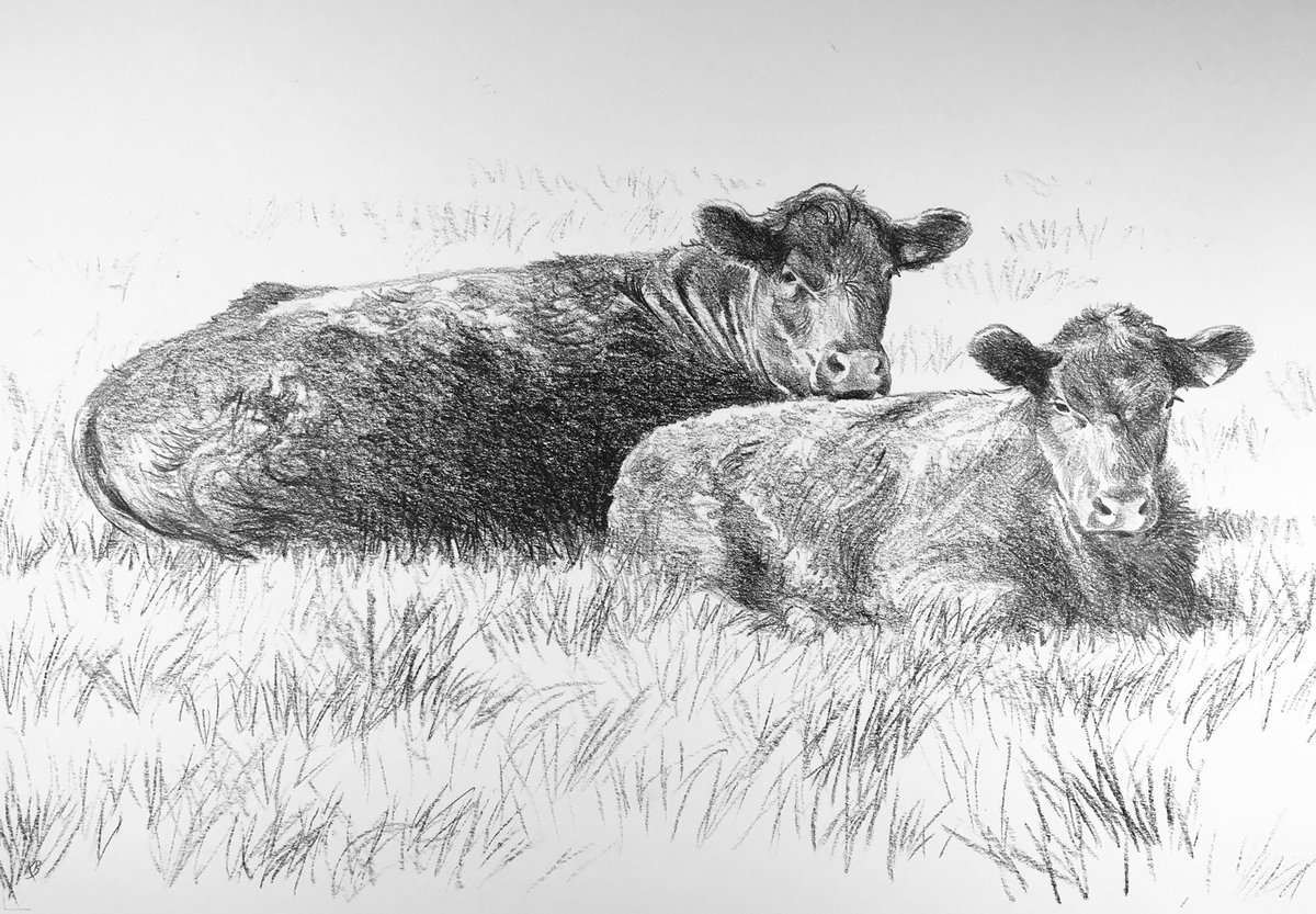 #Day96 #100DrawingsIn100Days for #TheYanaProject #MentalHealth  Here is a #LincolnRed #Cow and #calf at #IzziRainey’s #Farm in  #Foulsham #HeritageBreed #Beef #CattleFarmer and #TextileDesigner #IzziRainey #WomanFarmer #Artist #Beef  #Norfolk  
 #Art #Challenge