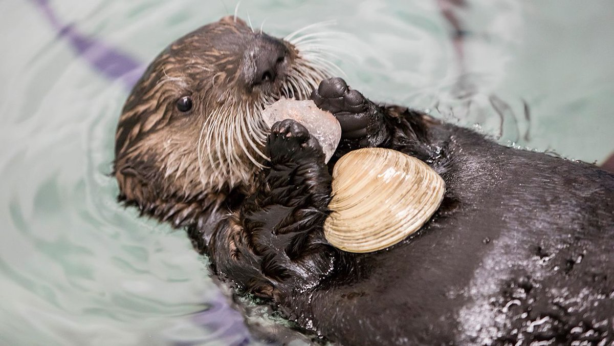 Cute Sea Otters Eating