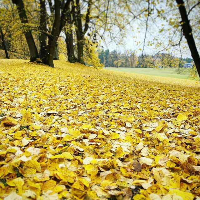Livets höst 🍂 .
.
.
.
.
#skördetid #lövfällning #bladfällning #brittsommar #guld #blad #löv #trädgårdsinspiration #trädgård #trädgårdsinspo #trädgårdsliv #gödsel #gödsling #gardeninspiration #guldvatten #kolonilott #kolonistuga #växtlighet #växersådetknakar