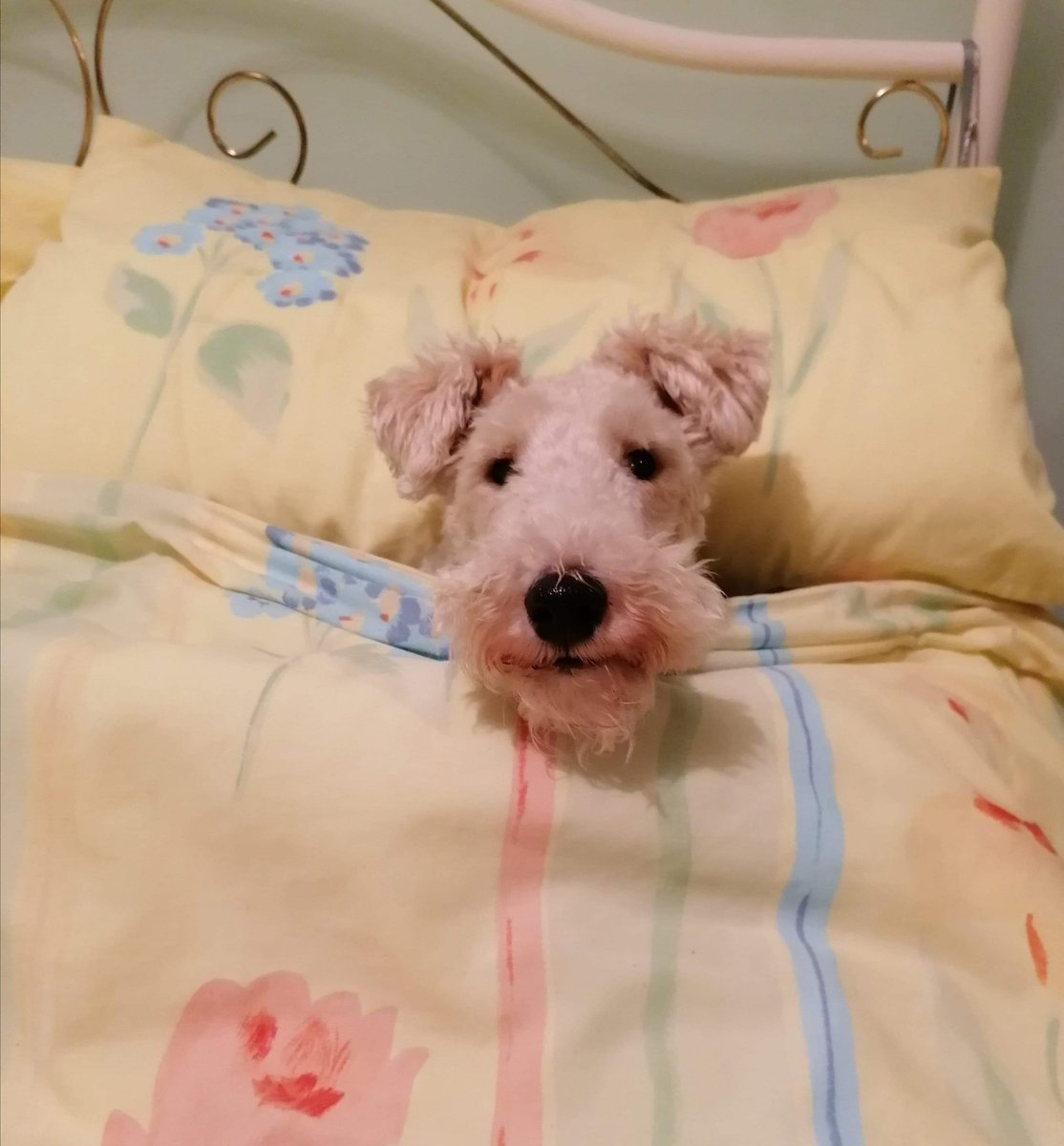 FTWallace1's tweet photo. Right then, that's me settled for bed.

Anyone want to read me a story before sleepy time? https://t.co/FuLA3PMYVN