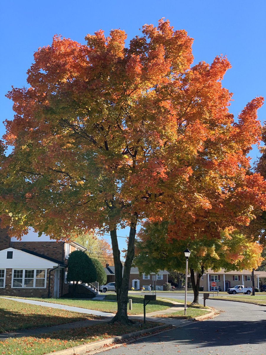 Bumped into this beauty on our route today! #fallcolors